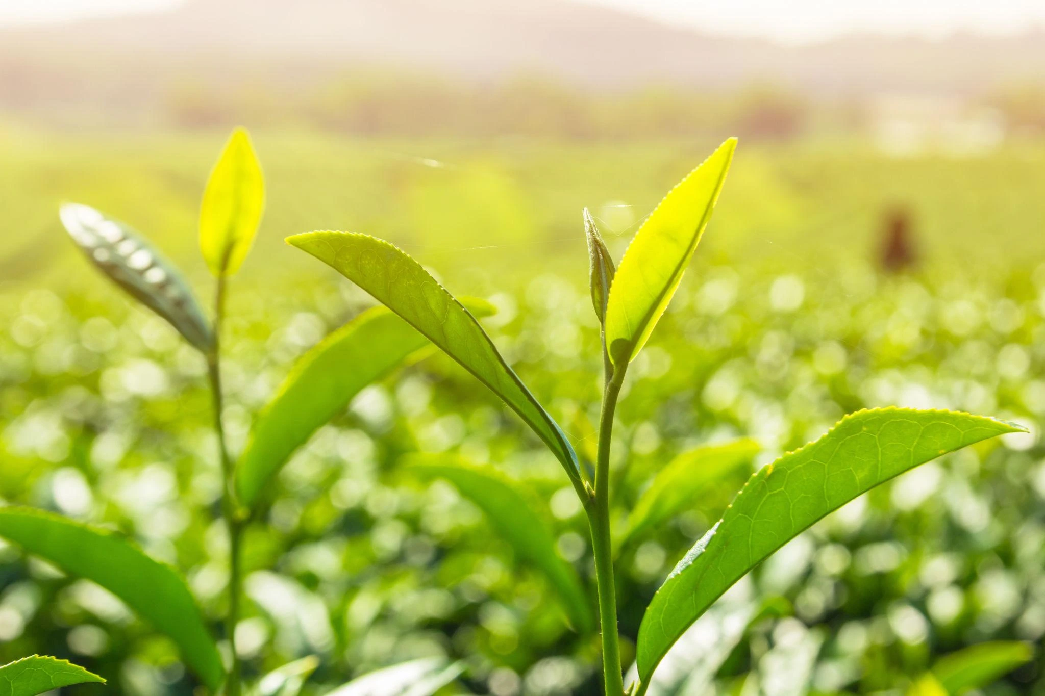 Fresh tea leaves representing the two leaves and a bud concept in tea sourcing